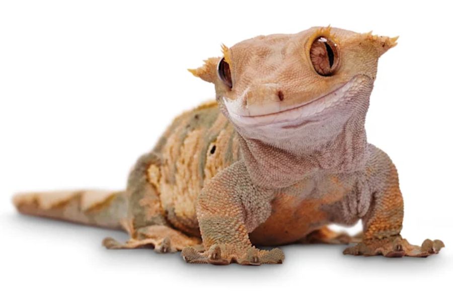 Crested Gecko 1