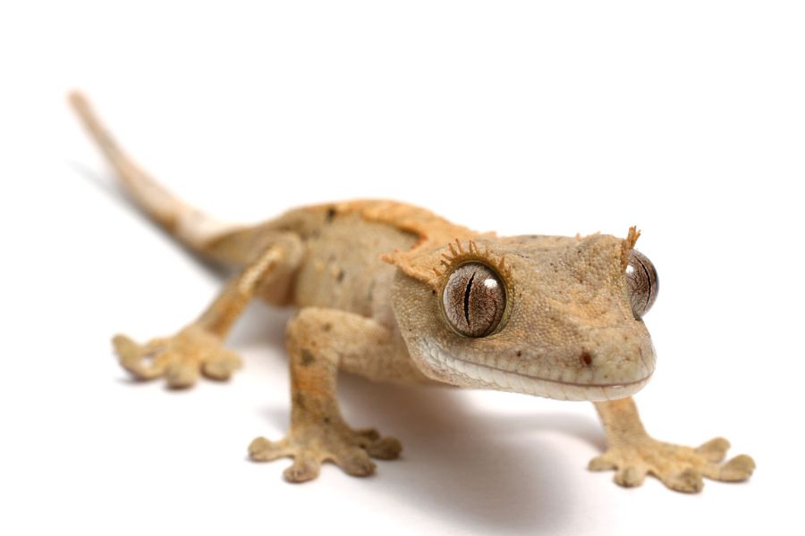 Crested Gecko 4