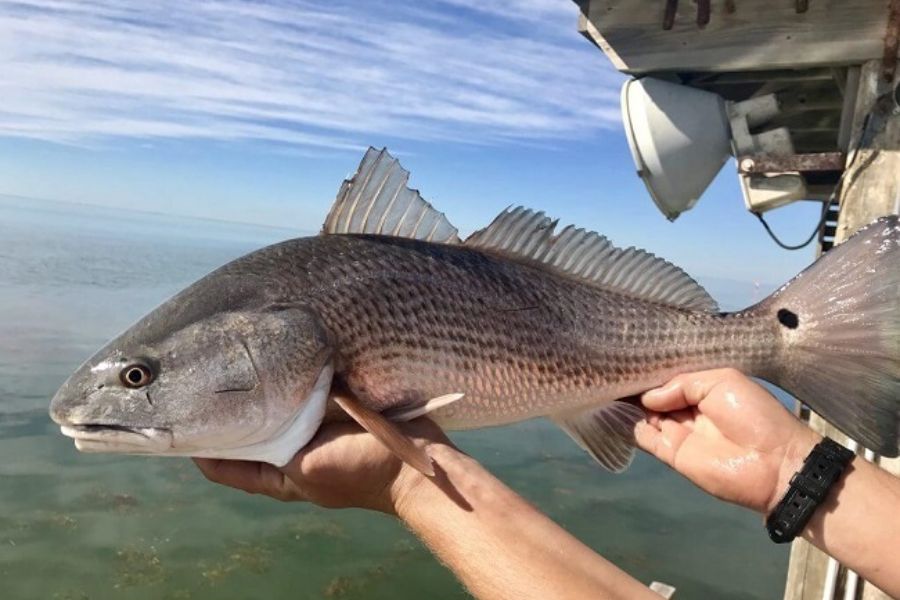 Cá Hồng Mỹ giá bao nhiêu? phương pháp nuôi? Nấu món gì ngon