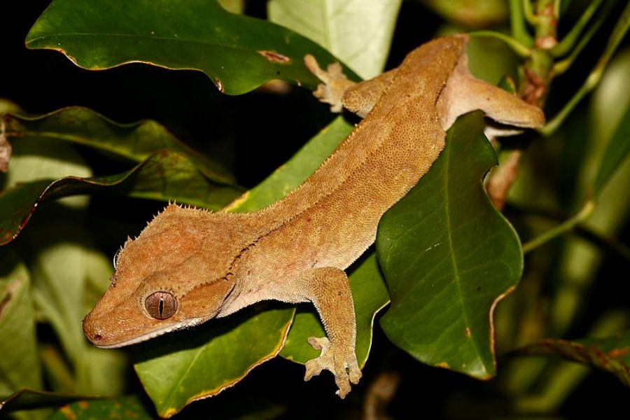 Tần suất lột da của Crested Gecko như thế nào?