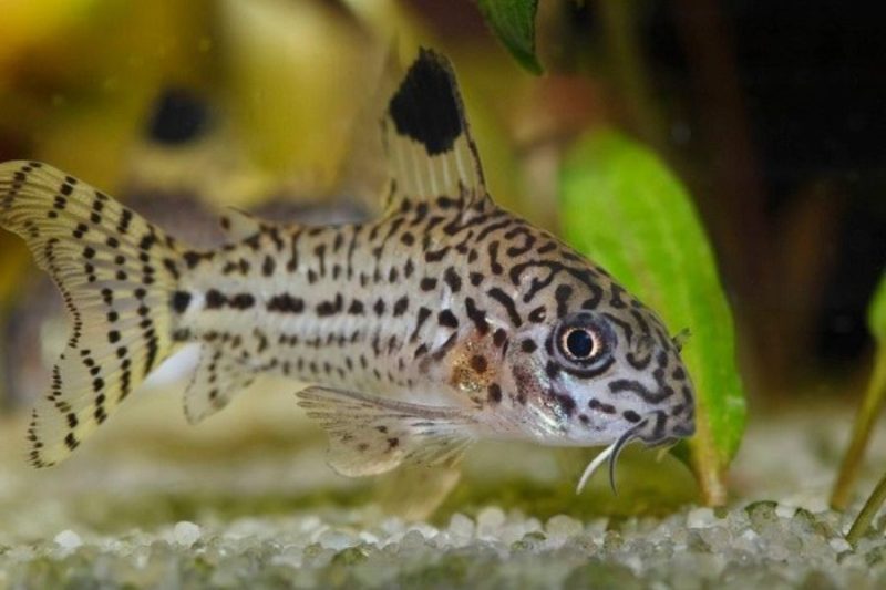 Cá Chuột Sao giá bao nhiêu tiền? Ăn gì? Bán ở đâu rẻ?