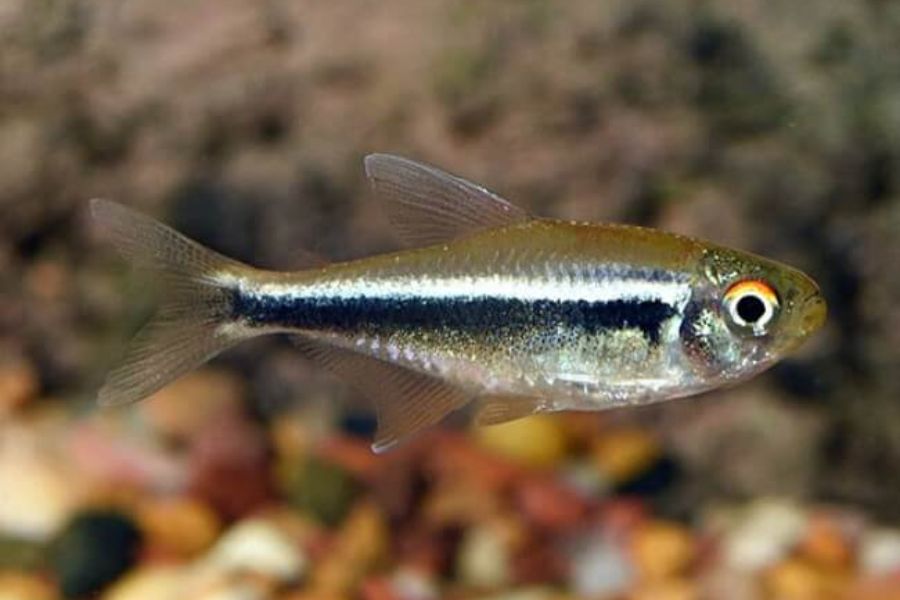 Cá Neon Đen: Tất tần tật về loài sinh cảnh Ấn tượng, Dễ nuôi