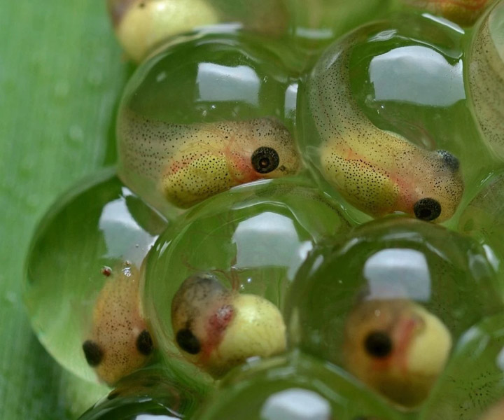 Chọn trứng ếch có vỏ mịn, không có vết nứt hoặc gãy