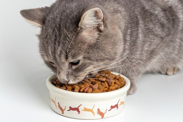 Mèo ăn nhiều hơn bình thường
