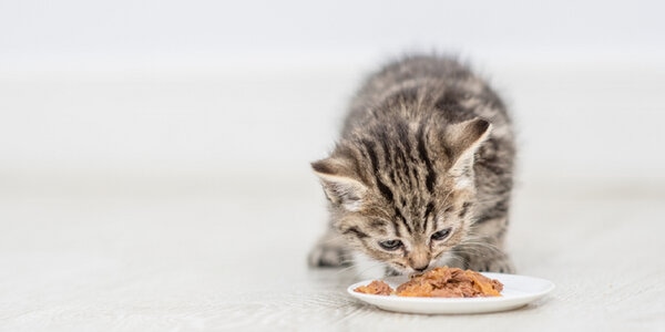 Đảm bảo chế độ dinh dưỡng cho mèo