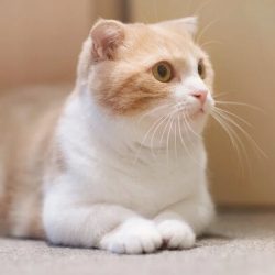 Mèo Munchkin chân ngắn: Nguồn gốc, đặc điểm và giá bán chi tiết