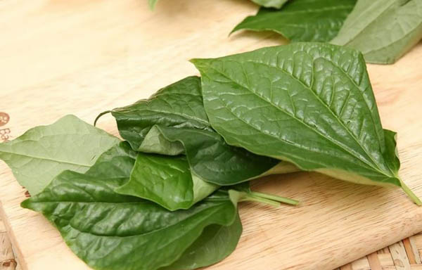 Tổng quan chi tiết về lá lốt