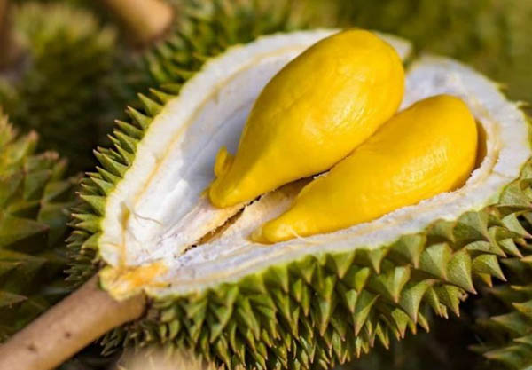 Tìm hiểu về dinh dưỡng và vai trò của sầu riêng