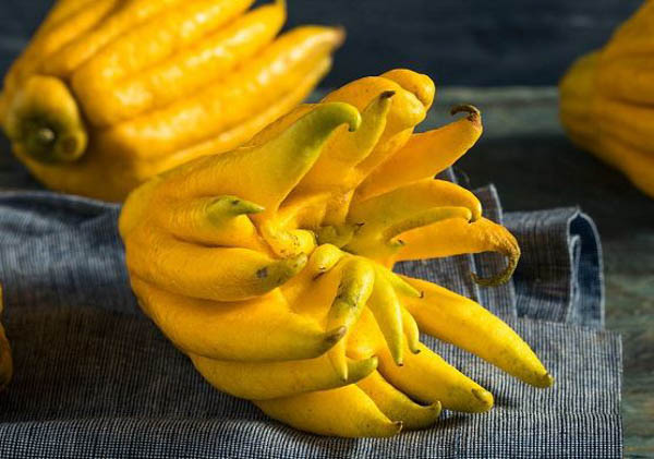 Tổng quan về quả phật thủ